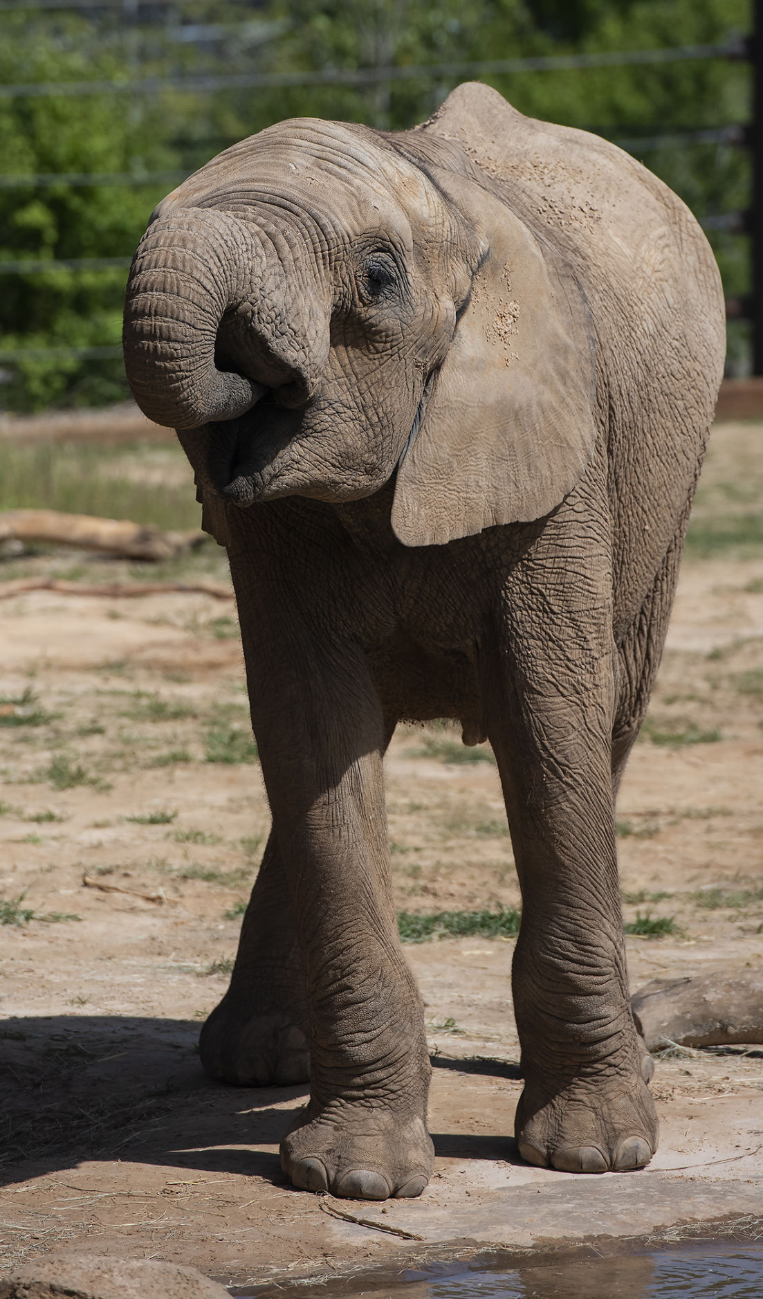 20190416_New_Elephants_Zoo_05web.jpg